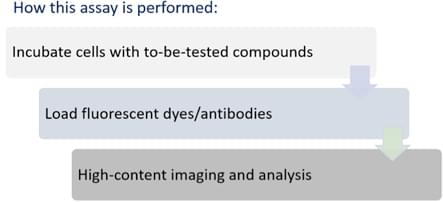 Assay Workflow