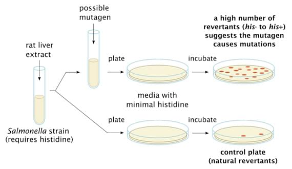 General Procedure of Ames Test