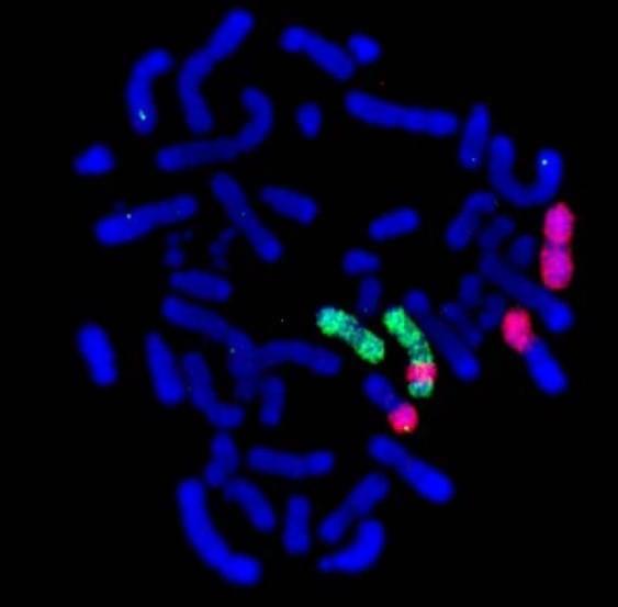 CABRTM Chromosome Probes