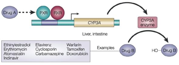 CYP3A induction