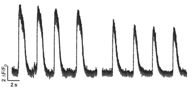 Heart failure in vitro model exhibit abnormal spontaneous Ca2+ transients (right) compared to control cells (left).