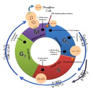Cell Cycle Assays