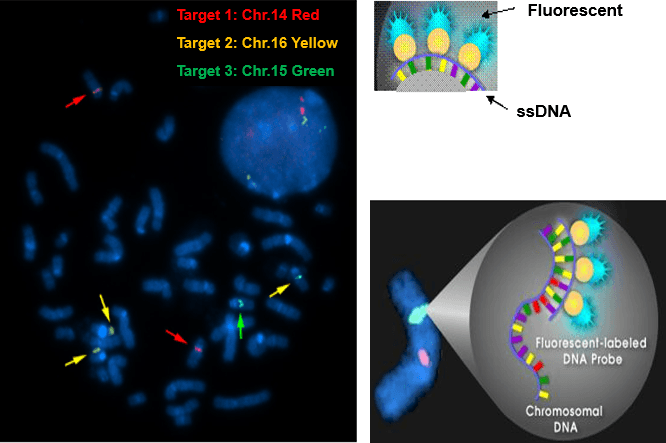 Cell Line Cytogenetic Charaterizatzion