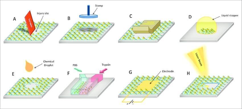 Other migration assays