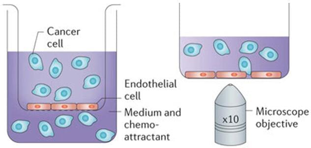 Other migration assays