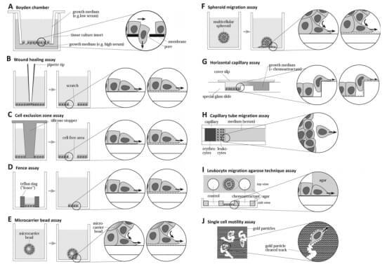 Other migration assays