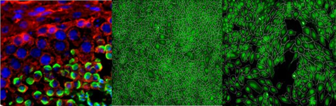 Cell Proliferation Assay Services