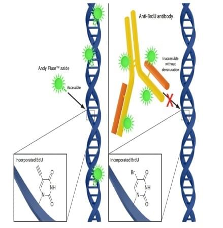 Cell Proliferation Assay Services