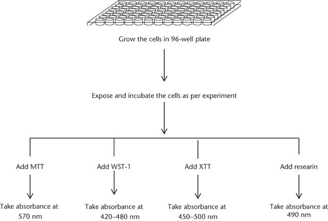 Cell Proliferation Assay Services