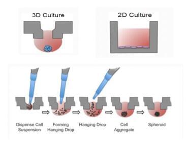 Cell Proliferation Assay Services