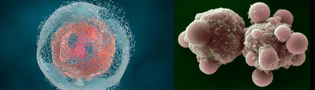 Cell Apoptosis Assays