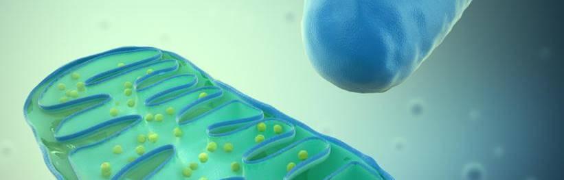 Cellular Phosphorylation Assays