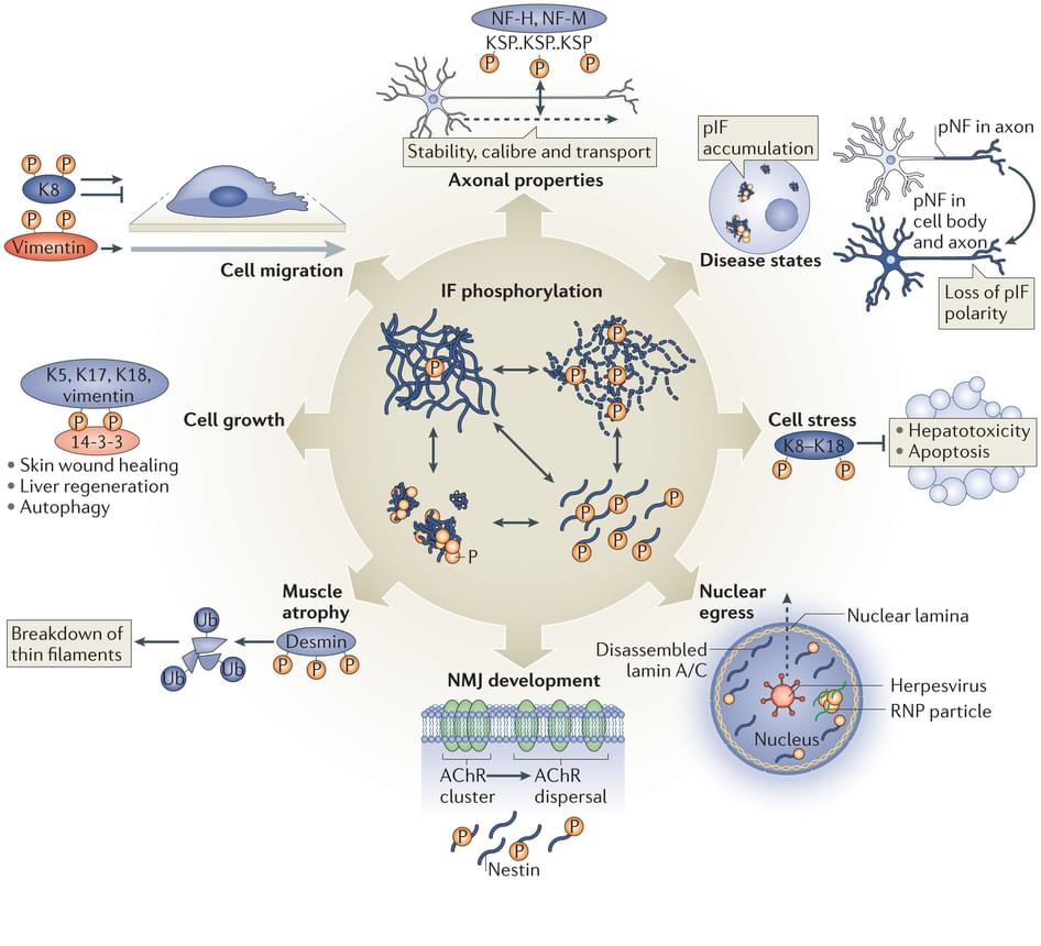 Cellular Phosphorylation Assays