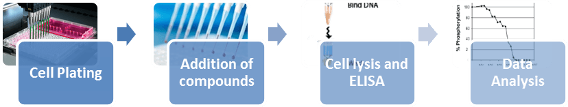 Cellular Phosphorylation Assays