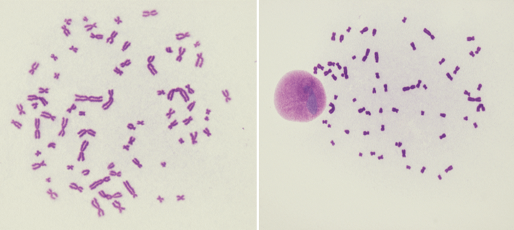 Chromosome Analysis of ES Cells and iPS Cells