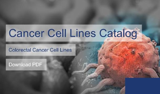 Colorectal cancer cell lines