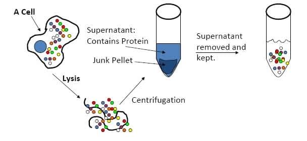 Custom Cell & Tissue Lysates Service