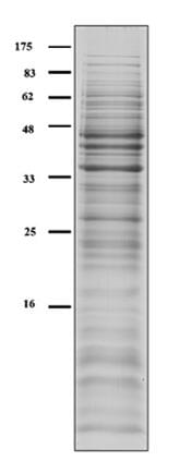 Custom Cell & Tissue Lysates Service