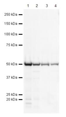 Custom Cell & Tissue Lysates Service