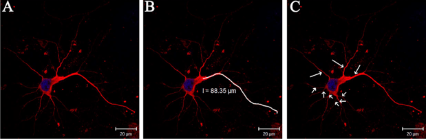 Figure 2. Detection of neurites by immunofluorescence2. (A) Neurites (red) and nucleus (blue). (B) Manually tracing the length of the longest neurite (white) with the LSM (4.2.0.121) software. (C) Primary neurites (arrows) calculated.