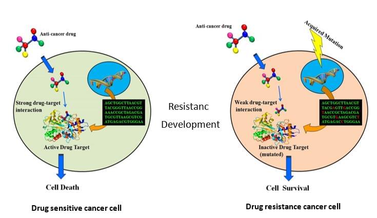 Drug-resistant cell model generation service 