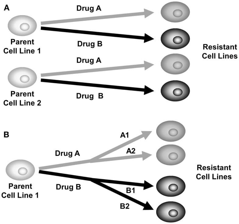 Drug-resistant cell model generation service 
