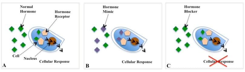 Endocrine Disruption Screening Assay