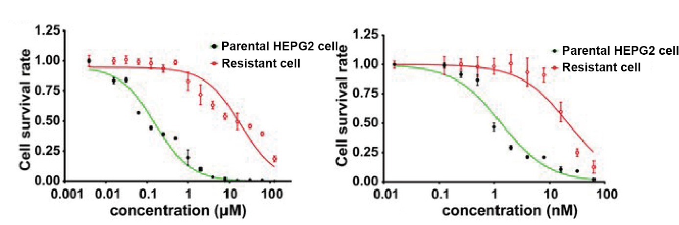 Drug sensitivity assay of HEPG2 cell and resistant cell to CDDP and 5-FU