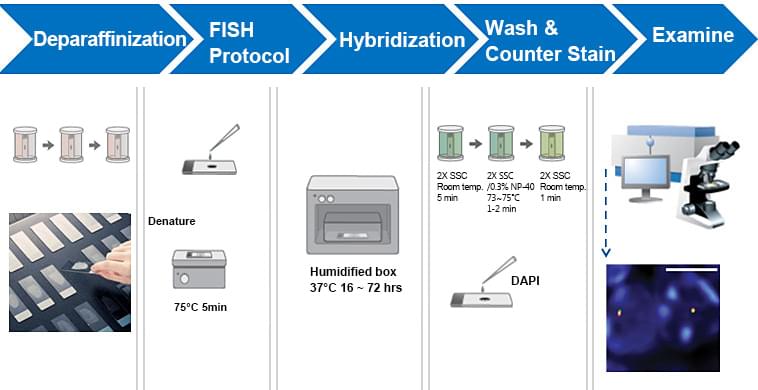 FISH Protocol For Paraffin Embedded Tissue Samples