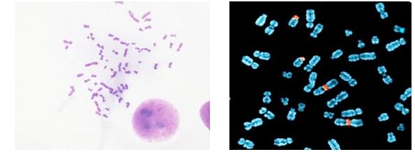 FISH Slide Making Protocol for Metaphase Spreads