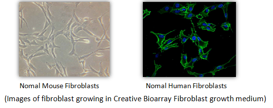 Fibroblasts Growth Medium