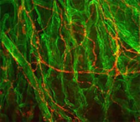 Fluorescent pH Probes & Ion Indicators