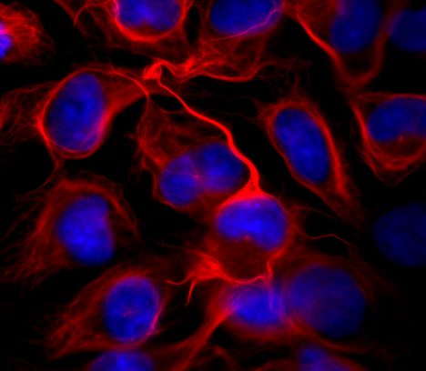 Fluorescent Cellular Stains