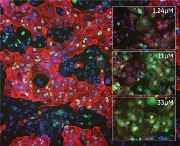 Mitochondrial disruption of human cardiomyocytes exposed to increasing concentrations of an anticancer drug. Red: integrate mitochondrial