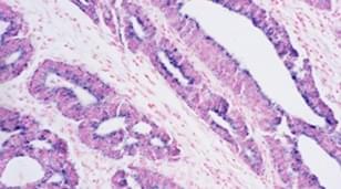 Histology Services