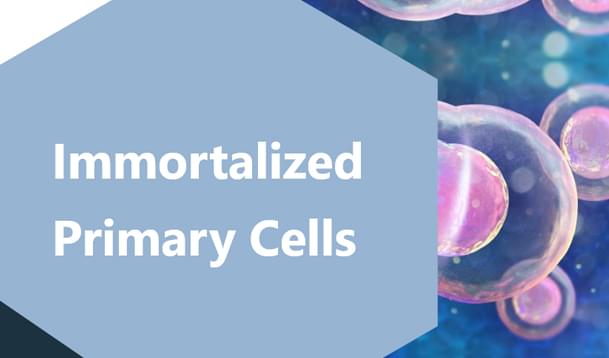 Immortalized Primary Cells Catalogue 