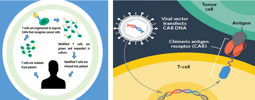 In Situ detection of CAR-T Cells Oncolytic Viruses