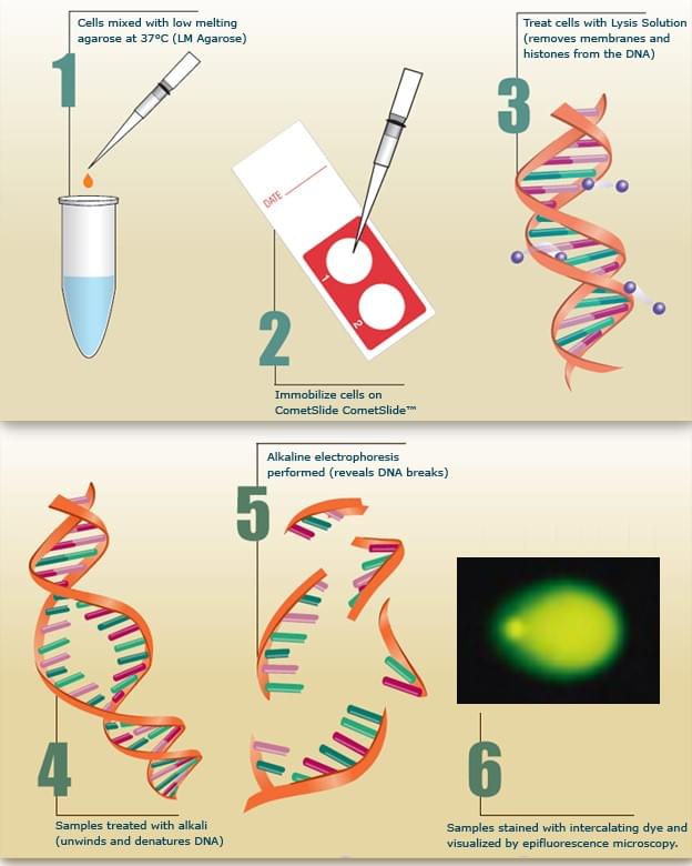 Comet      Assay Procedure. (1, Mix cells with low melting agarose; 2, Immobilize      cells on a slide; 3, Remove cellular proteins with lysis solution; 4,      Unwind and denature DNA; 5, Electrophoresis; 6, Stain with fluorescent dyes      and image)