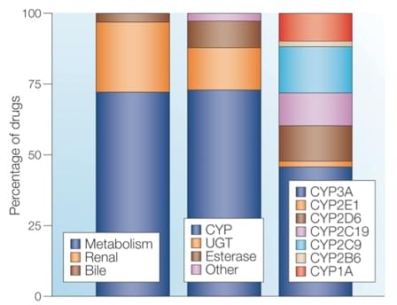 In Vitro Metabolism