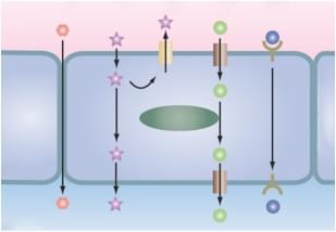 In Vitro Permeability and Transporters