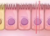 In vitro permeability and transporter assays