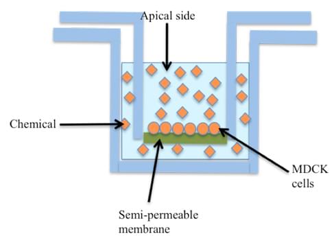 MDR1-MDCK Permeability Assay