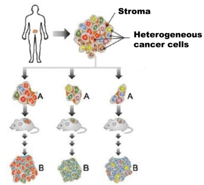 PDX-derived cell lines