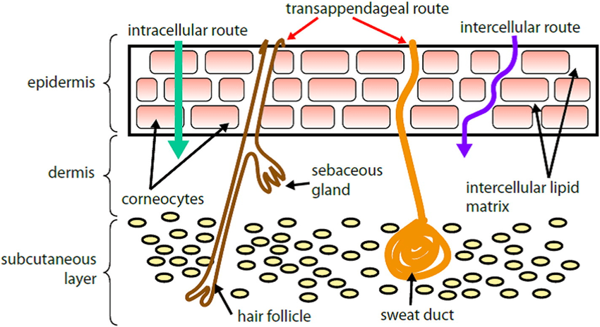 Percutaneous Absorption