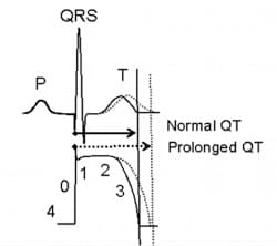 QT prolongation assay