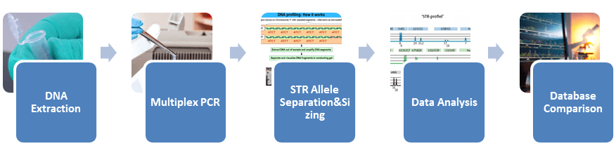 Short Tandem Repeat (STR) Profiling