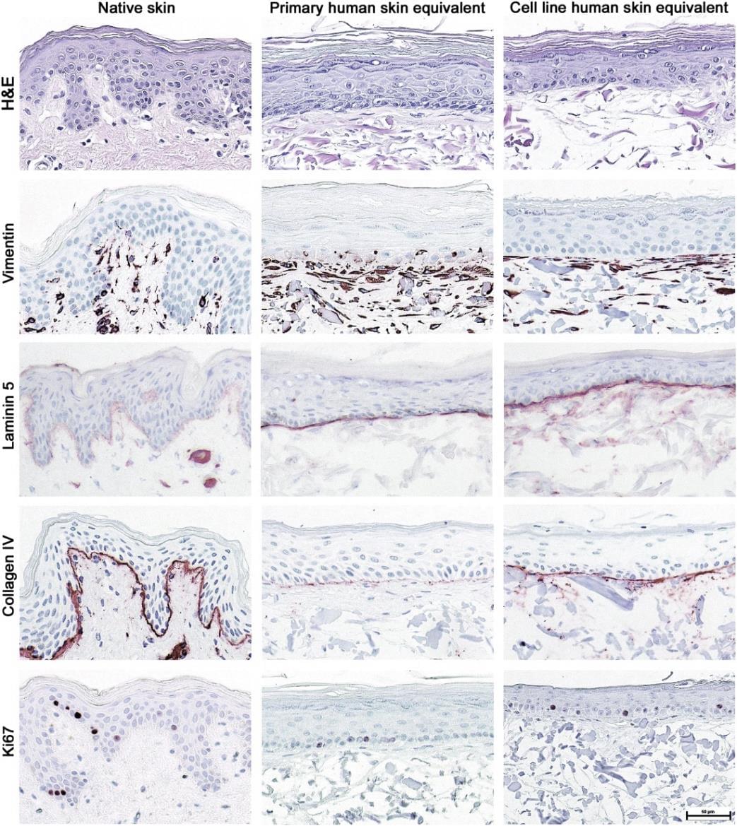 In vitro Full Thickness Skin Model