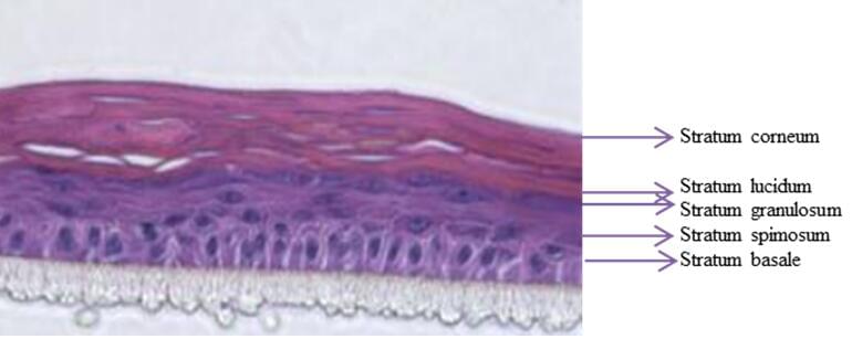 In vitro Reconstructed Human Epidermis (RHE)