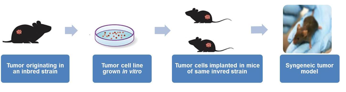 Syngeneic Tumor Model 