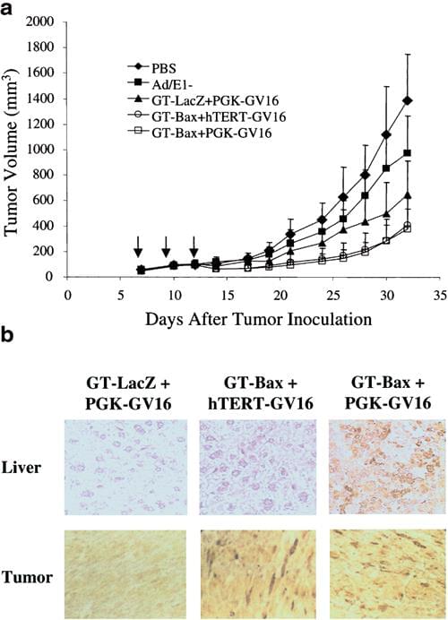 Syngeneic Tumor Model 